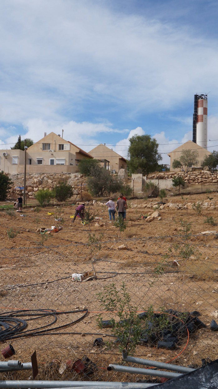 planting thyme in Umm Al-Khair - settlement behind. Note the number of trees etc, the settlements are oasis compared to the barren land around them